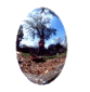 reflectpool