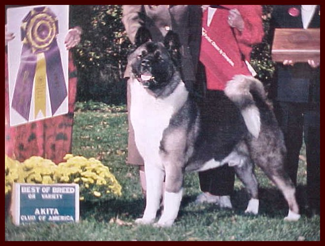 regalia akitas