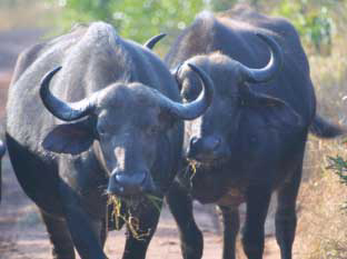 Buffalo