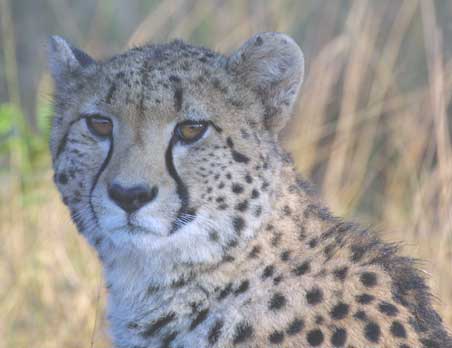 Cheetah