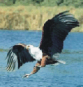 Fish Eagle