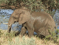 Elephant from Letaba River