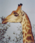 Giraffe in Kruger Park