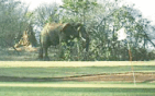 Elephant on course