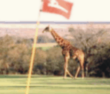 Giraffe on course