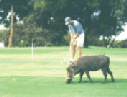 Golfing Warthog