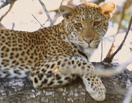 Leopard in tree