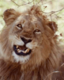 Male lion