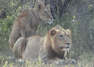 Lion couple