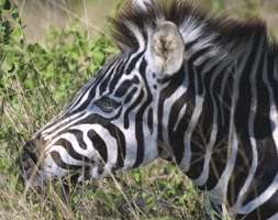Zebra