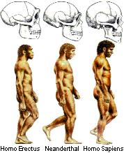 Various types of humans