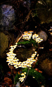 Fairy ring