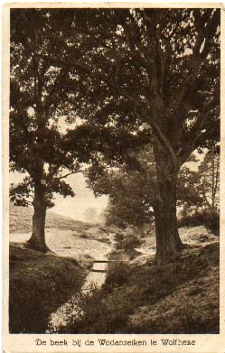 Oaks dedicated to Wodan in Wolfheze, the Netherlands