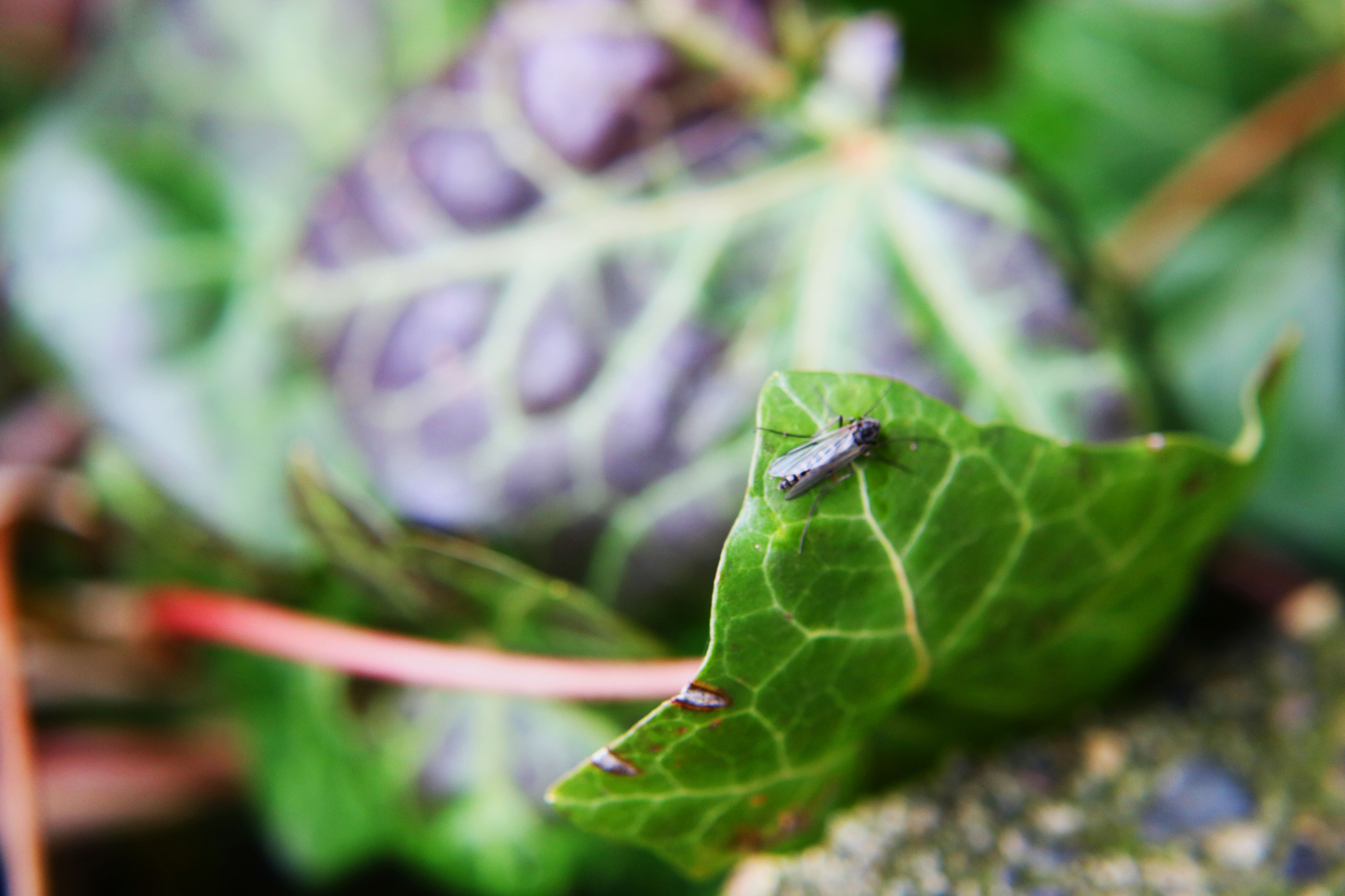 leaf