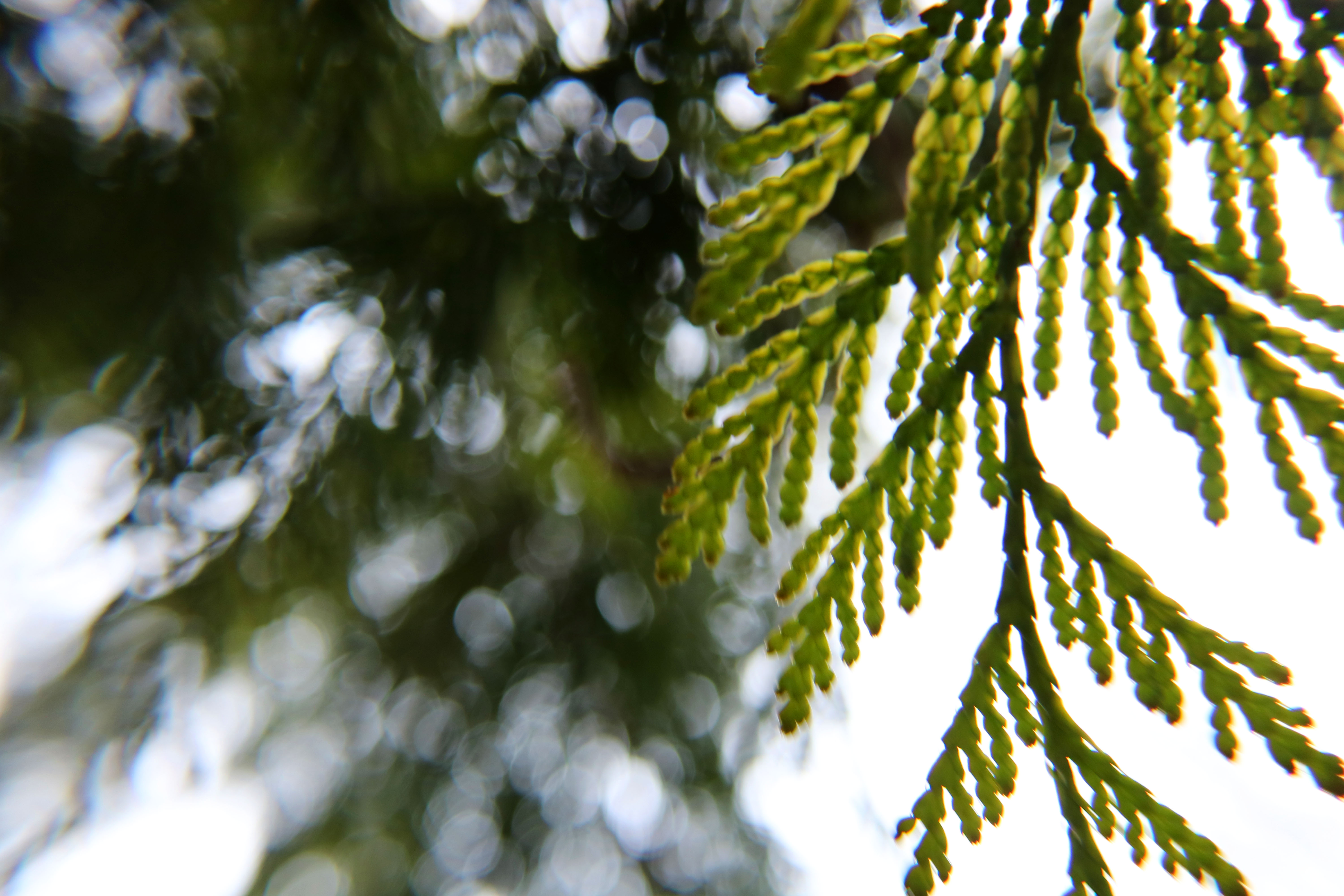closeleaf