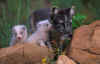 ArcfoxD.jpg (17170 bytes)