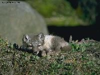 Arctic_Fox