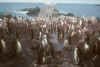 penguinrookery.jpg (20127 bytes)
