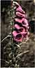Foxglove