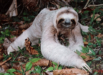 my sloth1