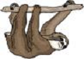my sloth3
