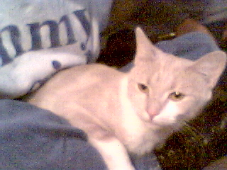 Sweetie Pie (P pie)