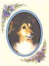 Dedicated to my very first Sheltie..........