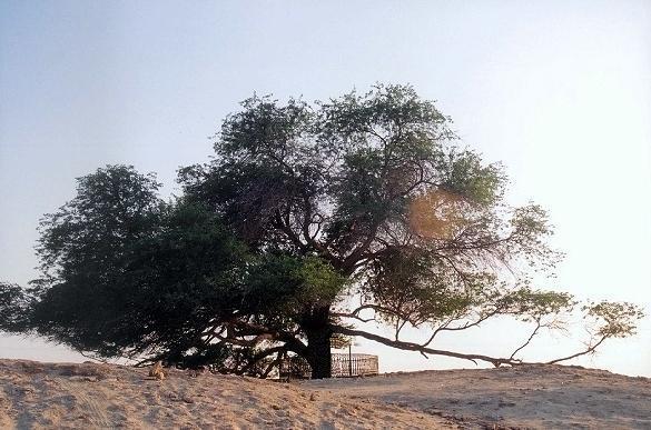 Tree of Life Bahrain