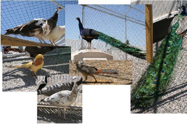 Reindeer Ranch & Bird Aviary