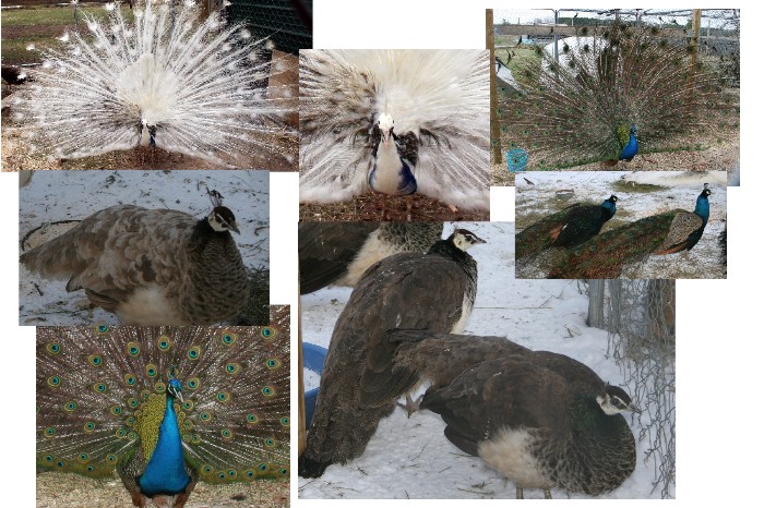 Peafowl