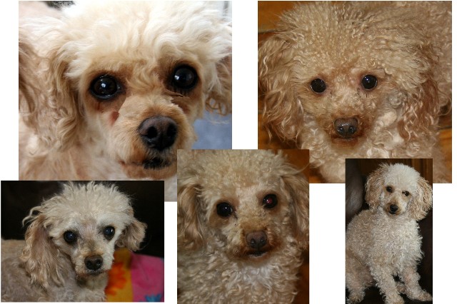 Toy Poodles