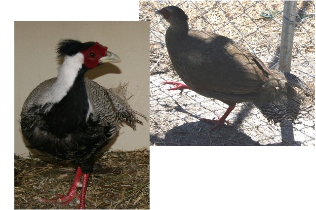 Silver Pheasants
