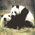 panda.jpg (5793 bytes)