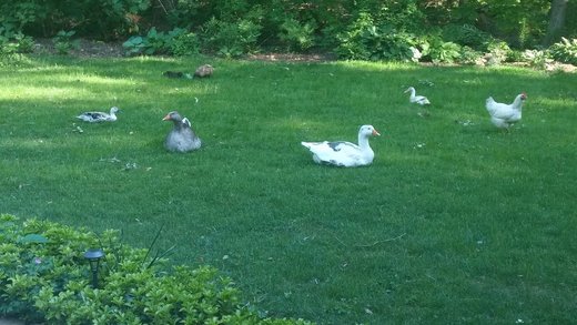 Birds