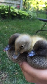 Birds