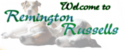 Our Austrailian Terriers