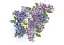 luscious lilacs