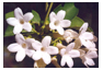 sweet jasmine