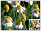 Chamomile Information