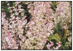 Clary Sage Information
