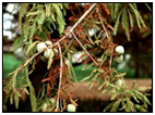 Cypress Information