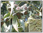 Eucalyptus Information