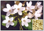 Jasmine Information