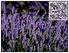 Lavender Information
