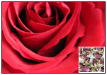 Rose Information
