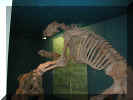 American Museum of Natural History - sloth family.JPG (438536 bytes)