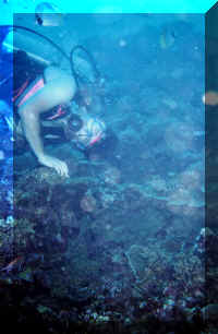 dive01.jpg (100353 bytes)