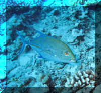dive02.jpg (75367 bytes)