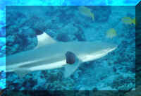 dive04.jpg (48536 bytes)
