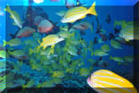 dive05.jpg (106556 bytes)